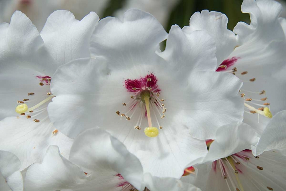 White Rhododendron art print by George Johnson for $57.95 CAD