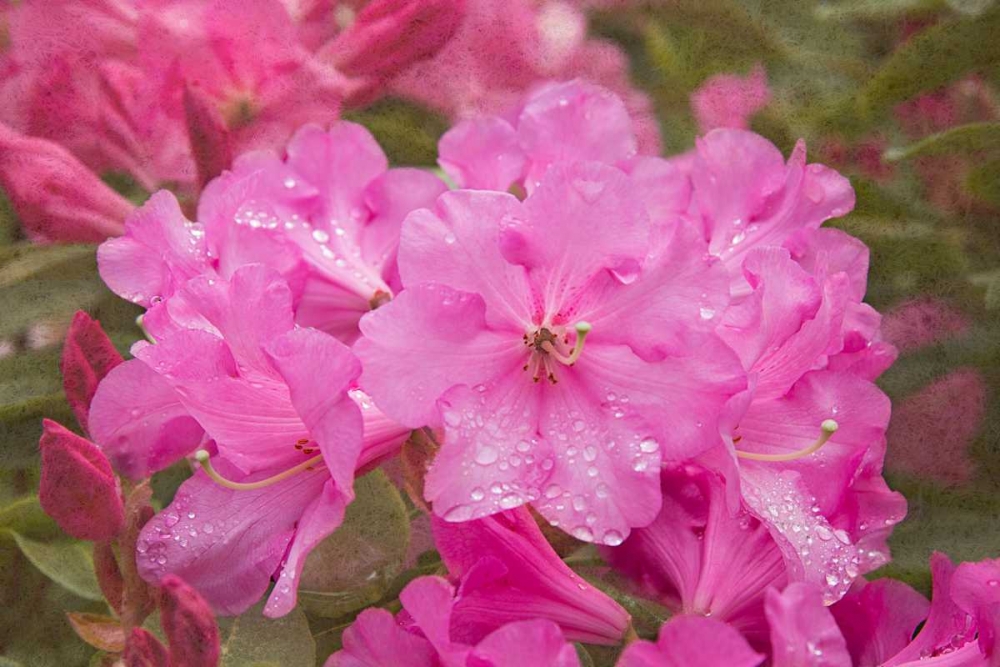Pink Rhododendron art print by George Johnson for $57.95 CAD