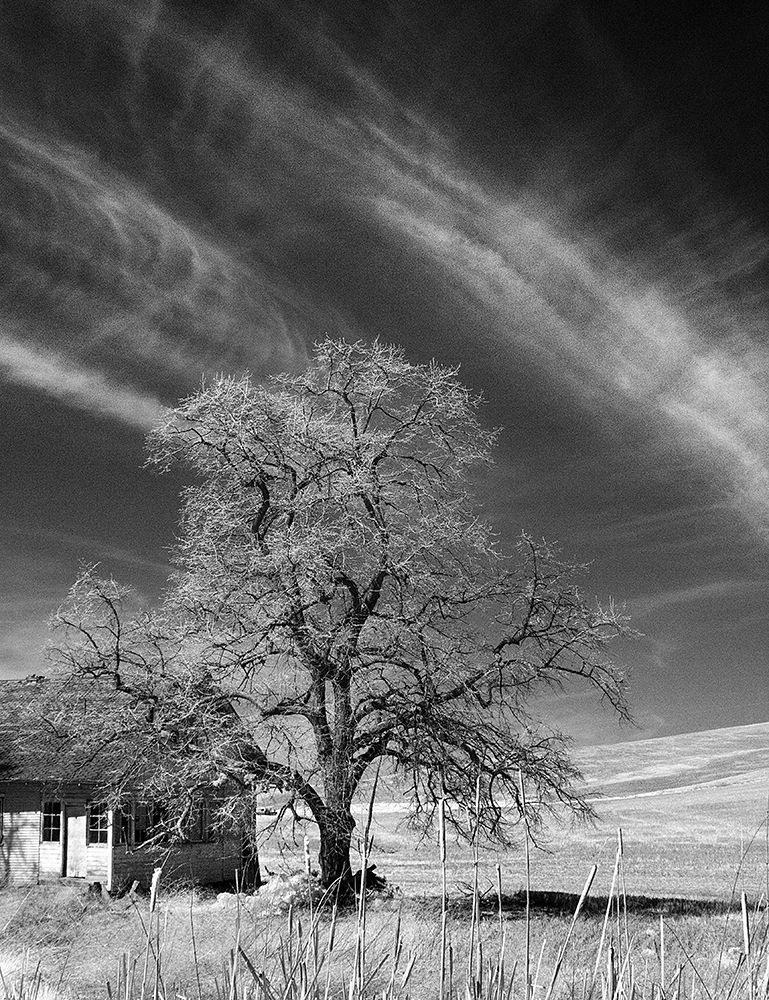 Palouse House and Tree art print by George Johnson for $57.95 CAD