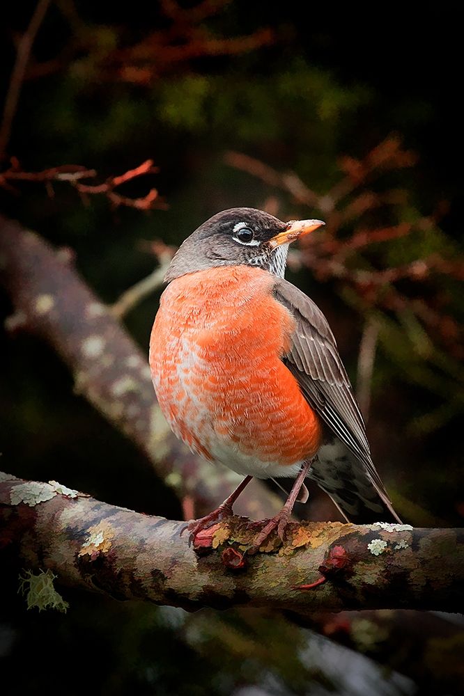 Watchful Robin art print by George Johnson for $57.95 CAD