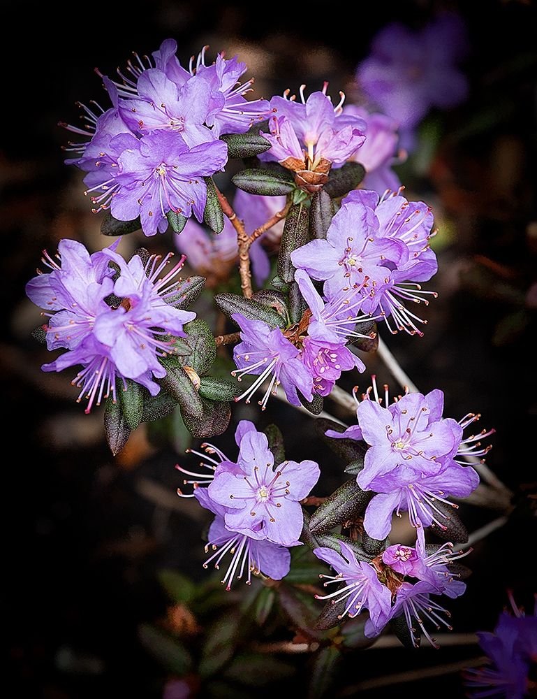 Small Purple Rhododendron art print by George Johnson for $57.95 CAD