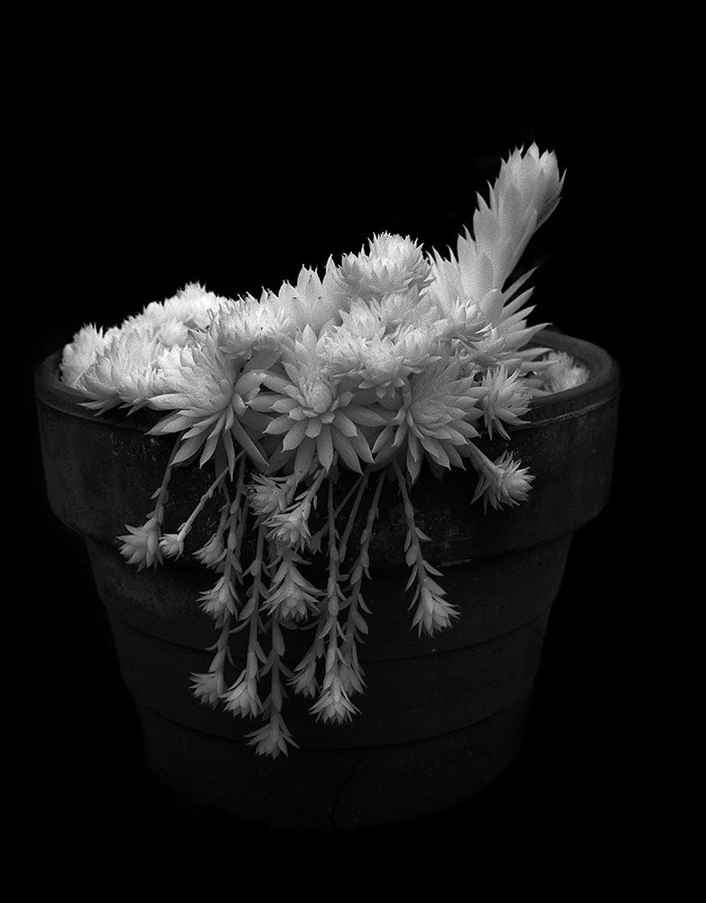 Potted Succulent art print by George Johnson for $57.95 CAD