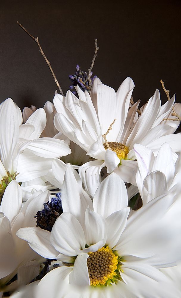 White Daisies art print by George Johnson for $57.95 CAD