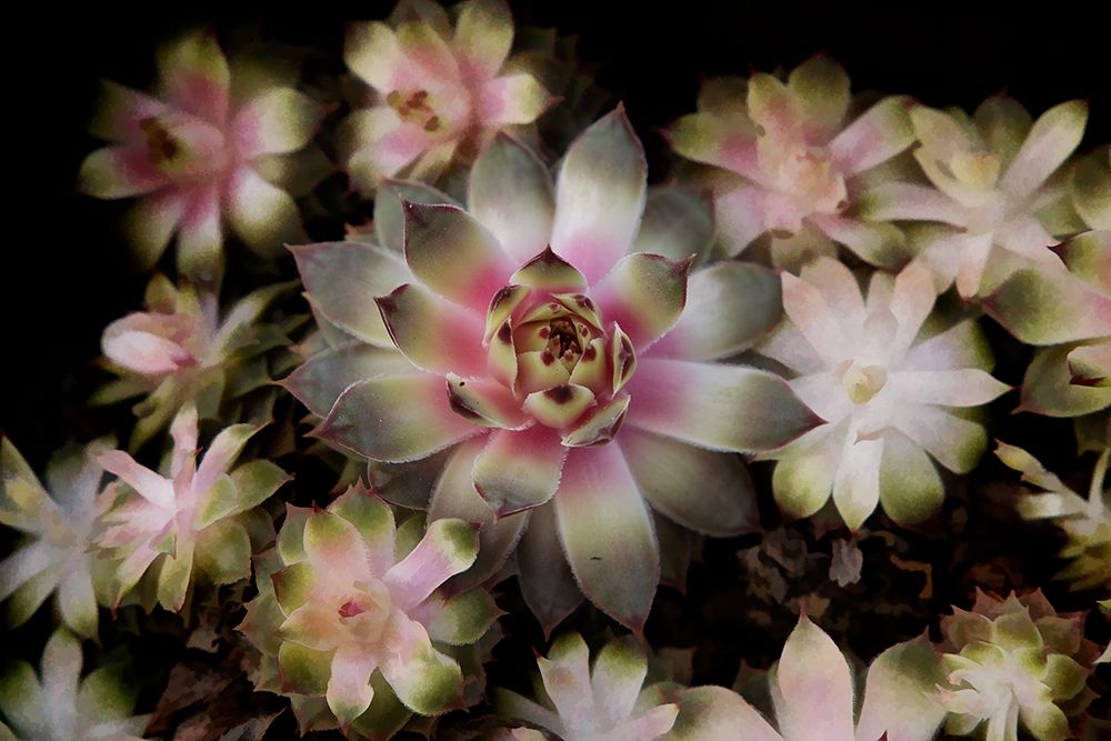 Small Succulents art print by George Johnson for $57.95 CAD