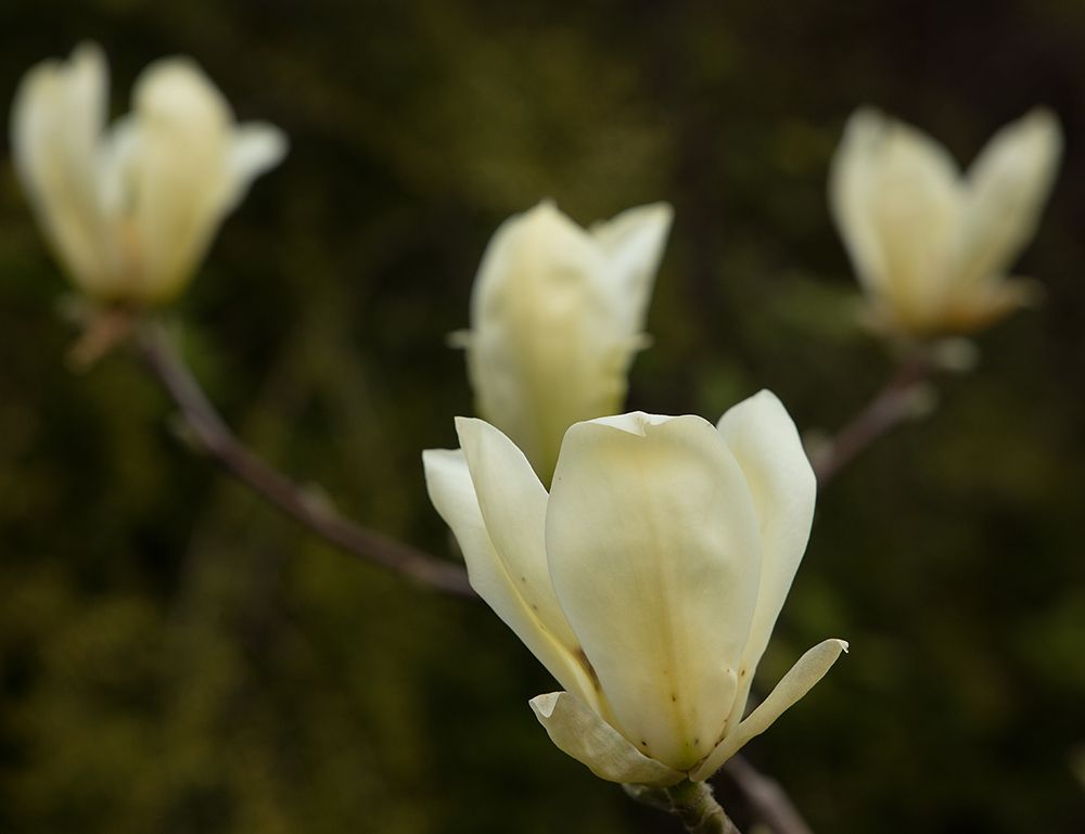 Tulip Tree Flowers art print by George Johnson for $57.95 CAD