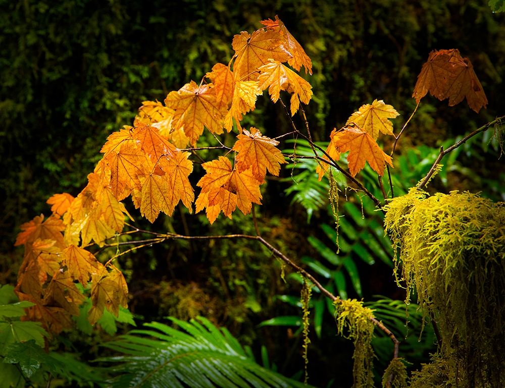 Hoh Rain Forest art print by George Johnson for $57.95 CAD