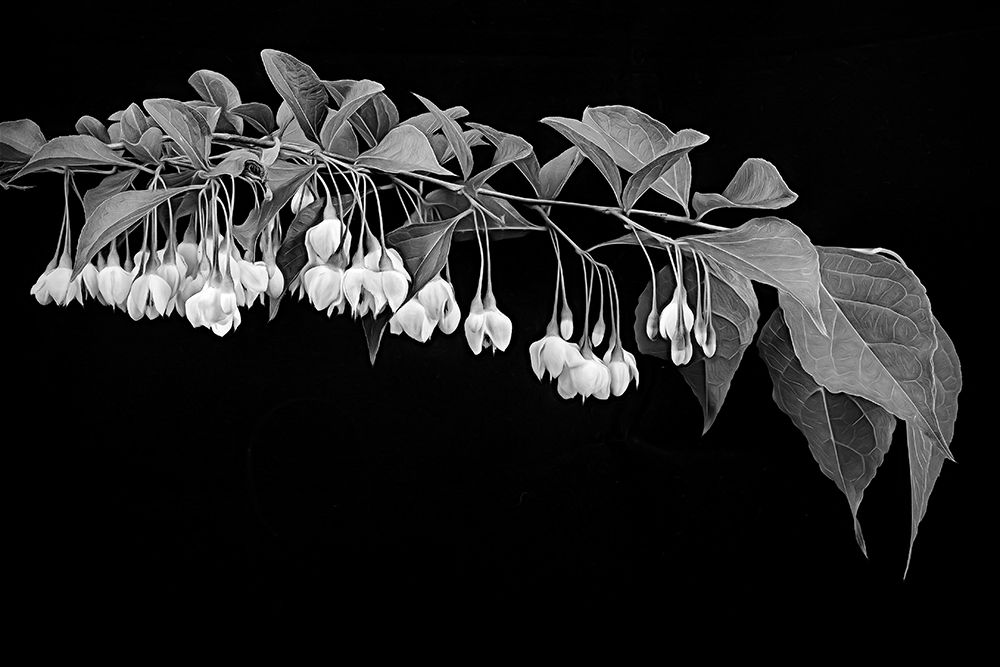 Japanese Snowbell art print by George Johnson for $57.95 CAD