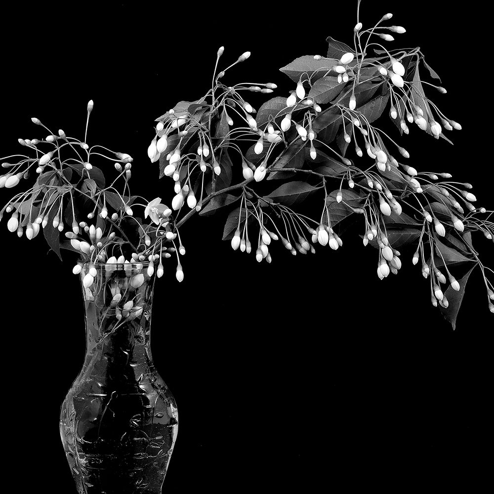 White Tree Flowers art print by George Johnson for $57.95 CAD