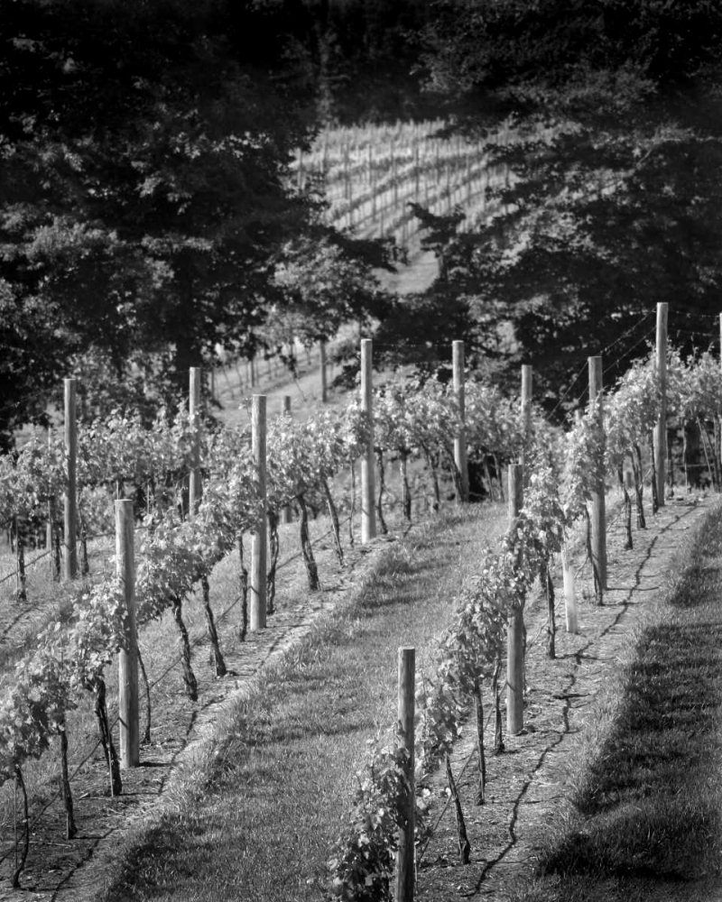 Vineyard I art print by Scott Larson for $57.95 CAD