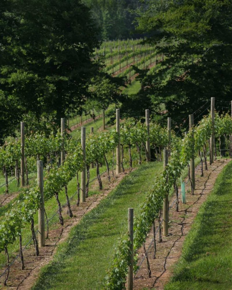Vineyard II art print by Scott Larson for $57.95 CAD