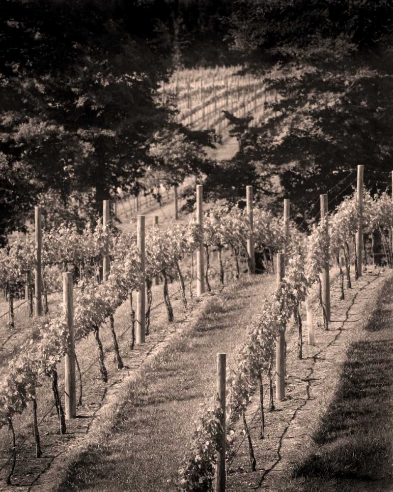 Vineyard III art print by Scott Larson for $57.95 CAD
