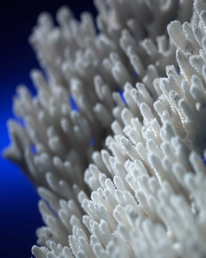 Sea Coral II art print by Scott Larson for $57.95 CAD