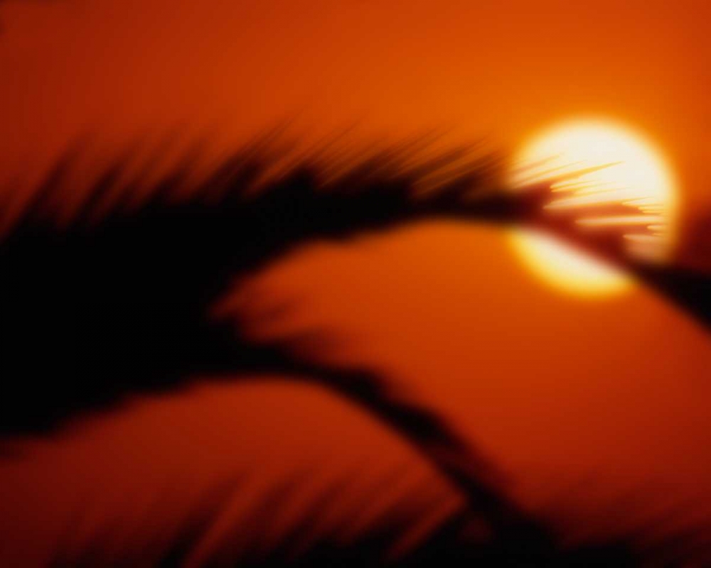 Palm Sunset I art print by Scott Larson for $57.95 CAD