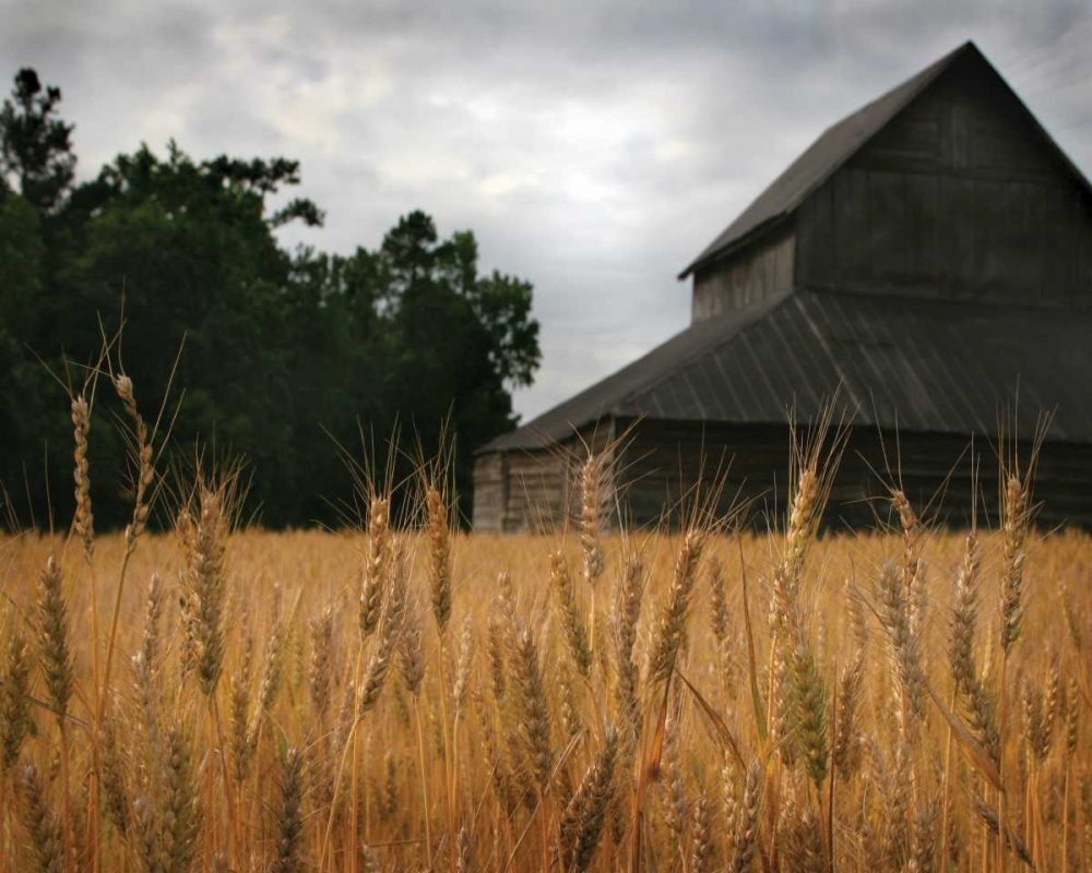 Harvest Time I art print by Scott Larson for $57.95 CAD