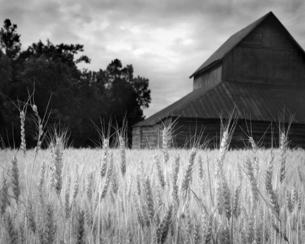 Harvest Time II art print by Scott Larson for $57.95 CAD