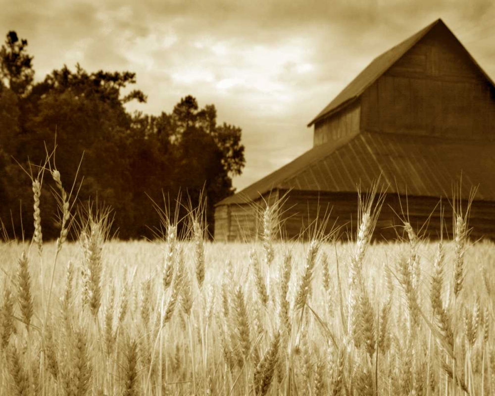 Harvest Time III art print by Scott Larson for $57.95 CAD