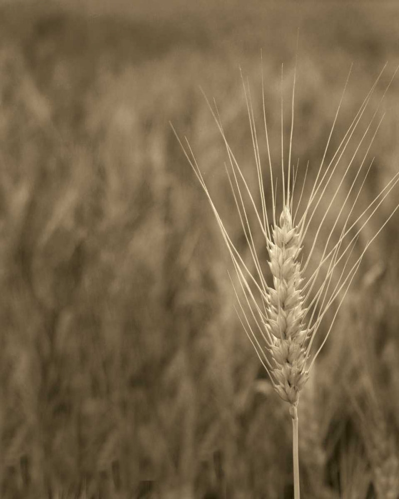 Turning Grain IV art print by Scott Larson for $57.95 CAD