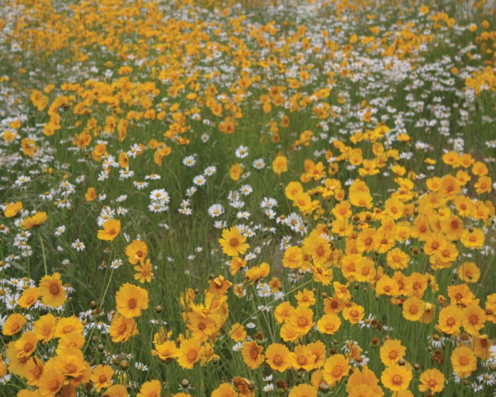 High Meadow I art print by Scott Larson for $57.95 CAD