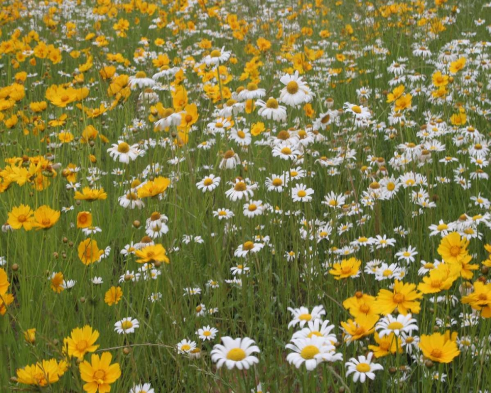 High Meadow II art print by Scott Larson for $57.95 CAD