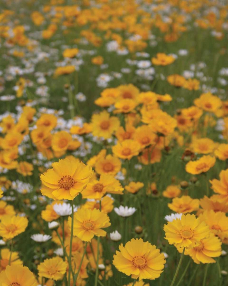High Meadow III art print by Scott Larson for $57.95 CAD