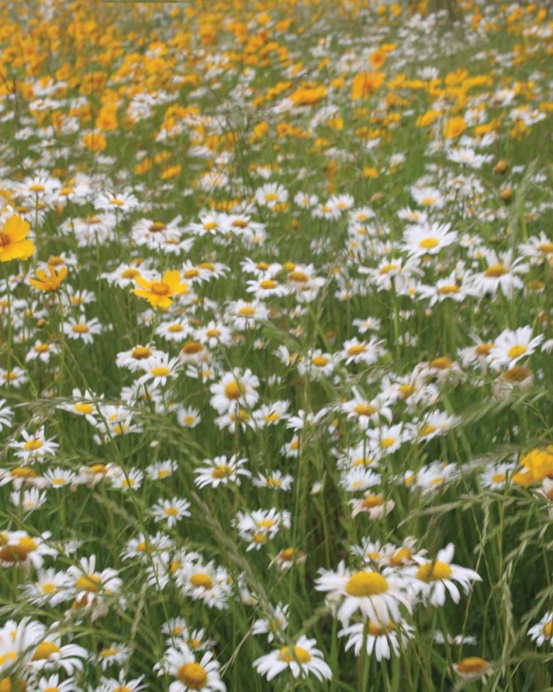High Meadow IV art print by Scott Larson for $57.95 CAD
