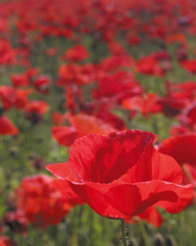 Poppy Field I art print by Scott Larson for $57.95 CAD