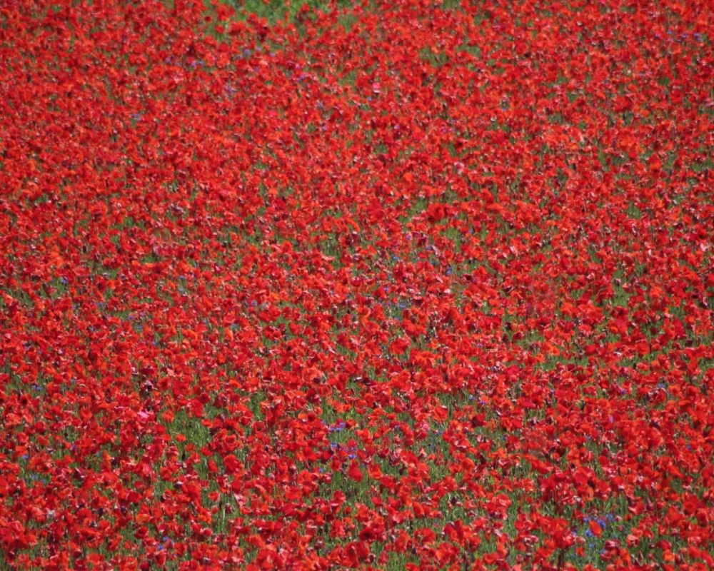 Poppy Field II art print by Scott Larson for $57.95 CAD
