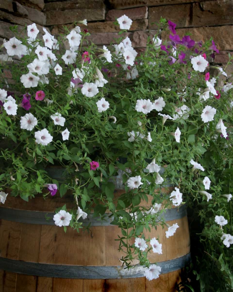 Petunia Barrel I art print by Scott Larson for $57.95 CAD