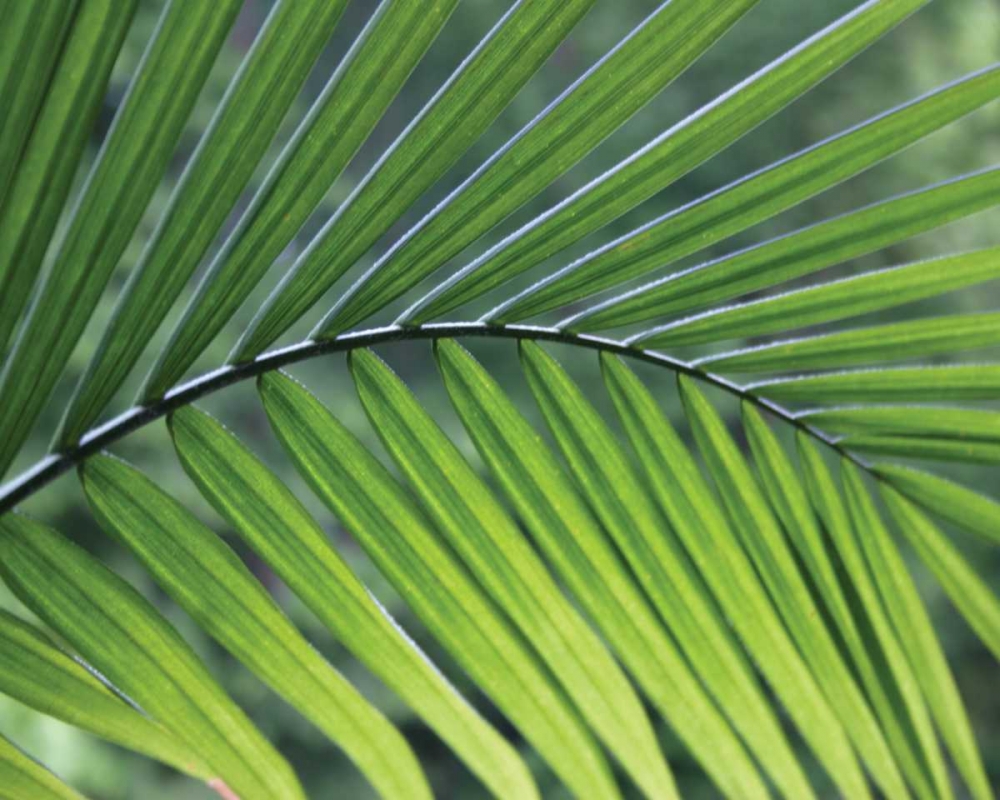 Green Palm I art print by Scott Larson for $57.95 CAD