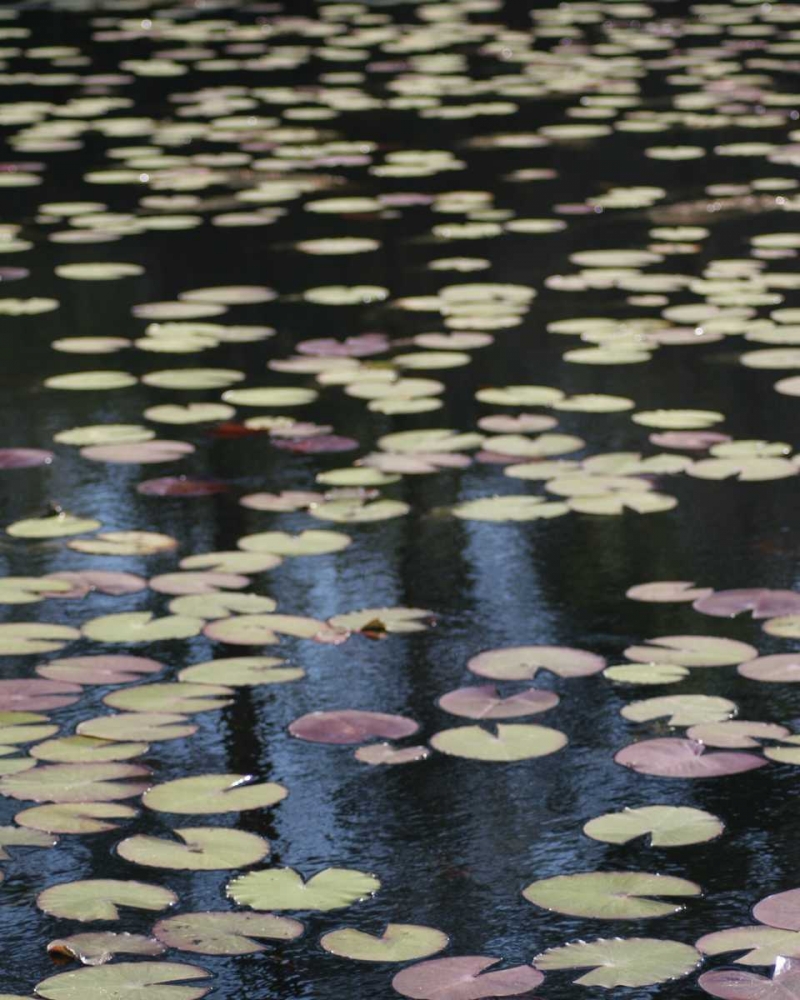 Lily Pond I art print by Scott Larson for $57.95 CAD