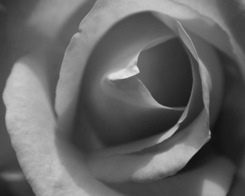 Single Rose II art print by Scott Larson for $57.95 CAD