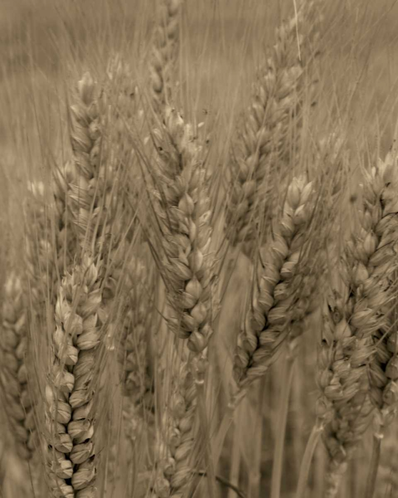 Turning Grain V art print by Scott Larson for $57.95 CAD