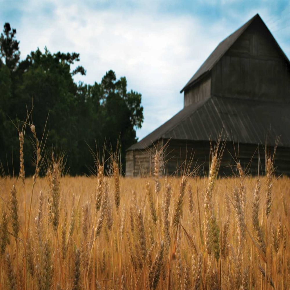 Harvest Time IV art print by Scott Larson for $57.95 CAD