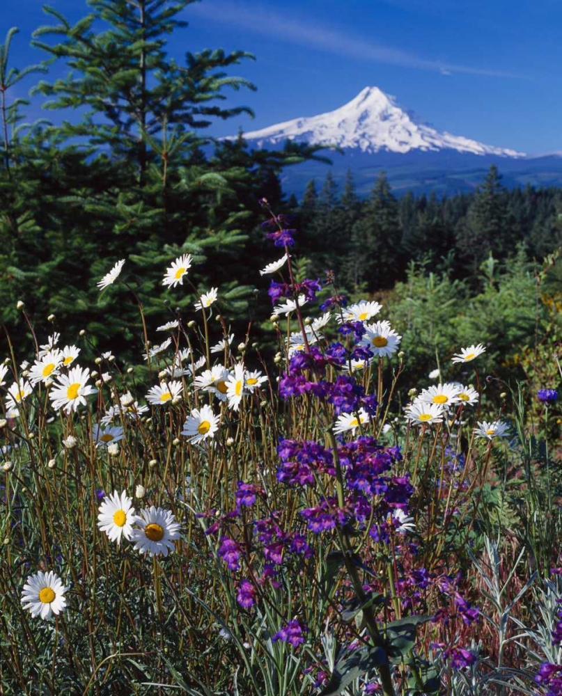 Mt. Hood V art print by Ike Leahy for $57.95 CAD