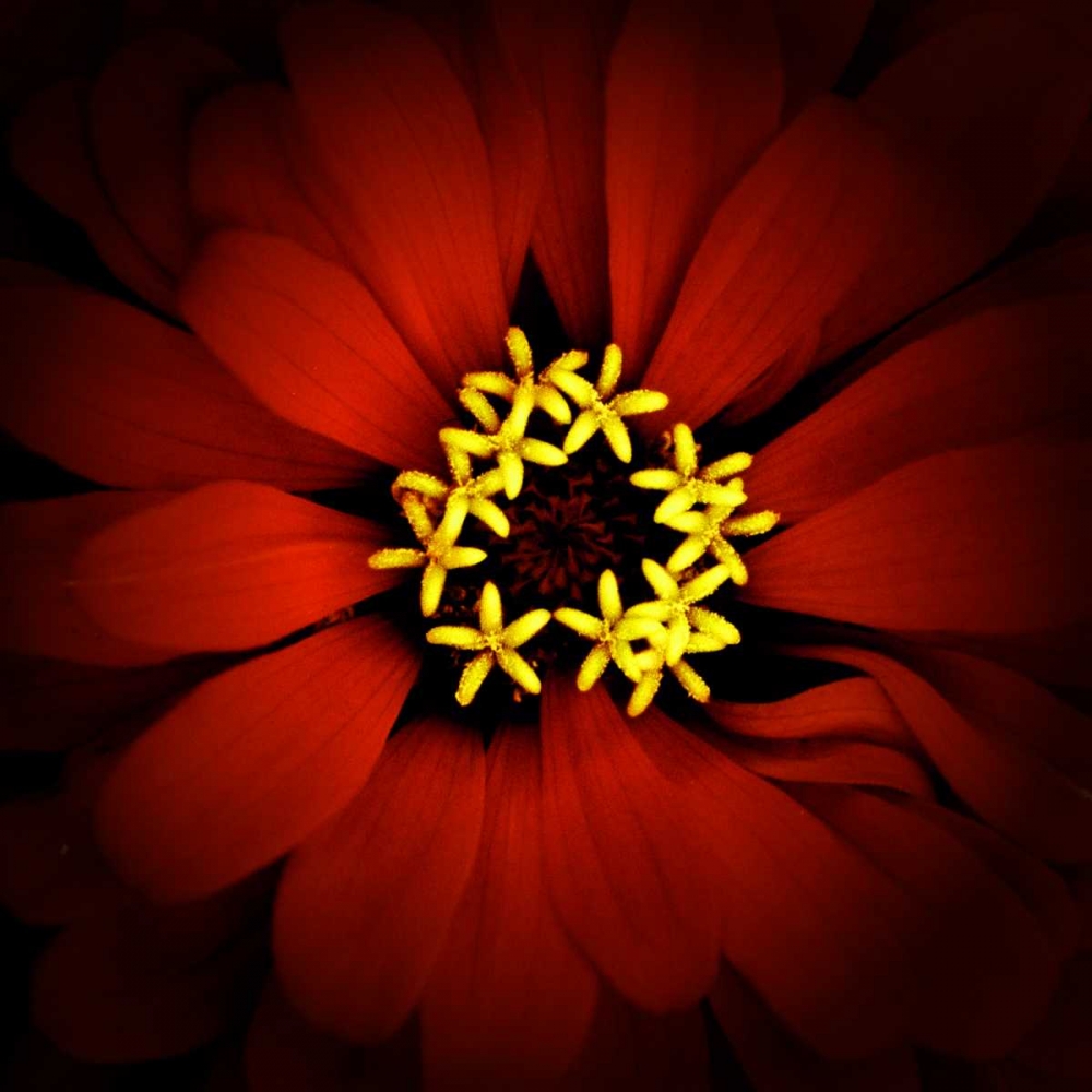 Red Zinnia art print by Ike Leahy for $57.95 CAD