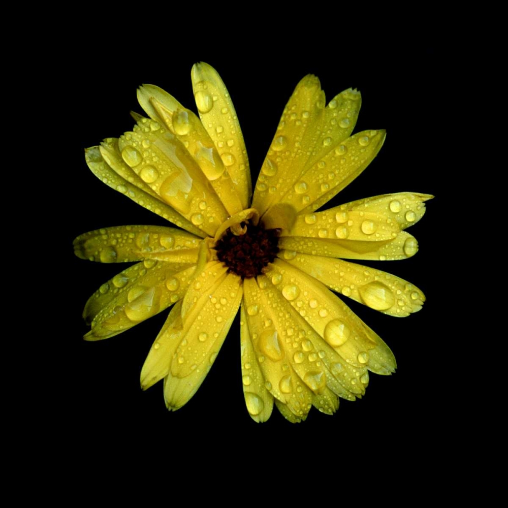 Yellow Marigold art print by Ike Leahy for $57.95 CAD