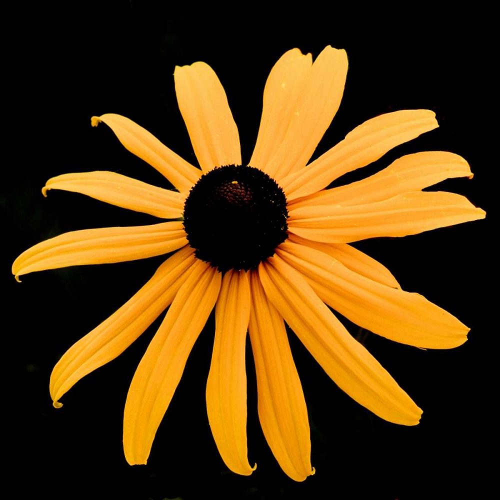 Rebecca Daisy art print by Ike Leahy for $57.95 CAD