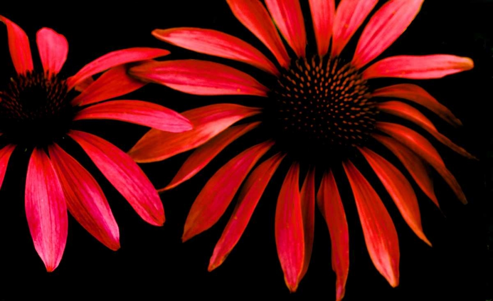 Red Echinacea art print by Ike Leahy for $57.95 CAD