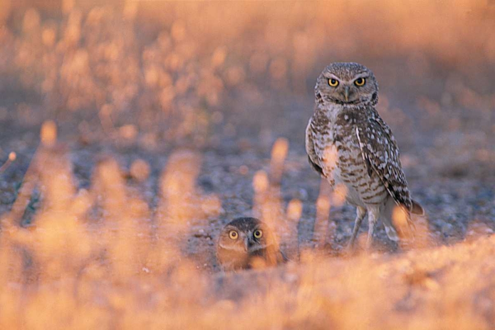 Owl Eyes art print by Ike Leahy for $57.95 CAD