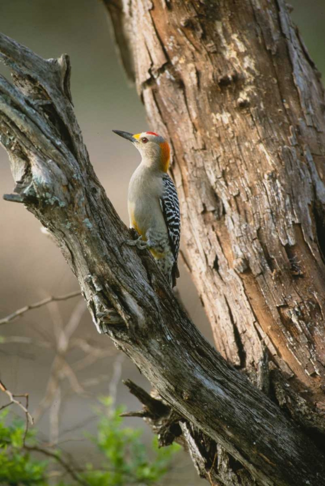 Ladder Back Woodpecker art print by Ike Leahy for $57.95 CAD