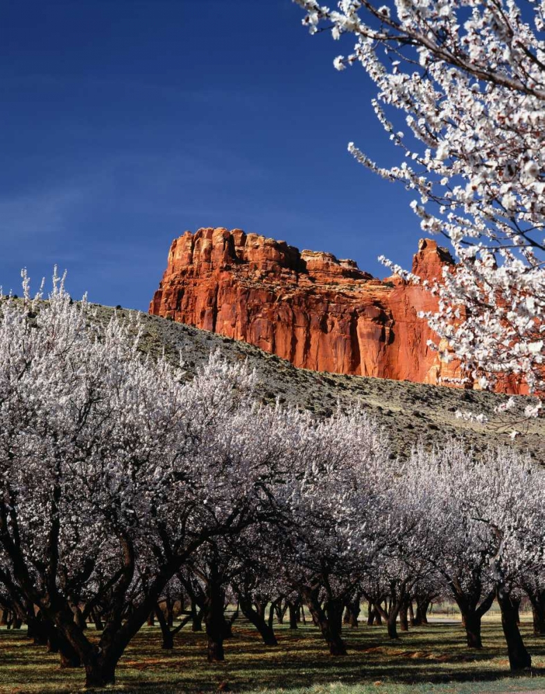 Capitol Reef art print by Ike Leahy for $57.95 CAD