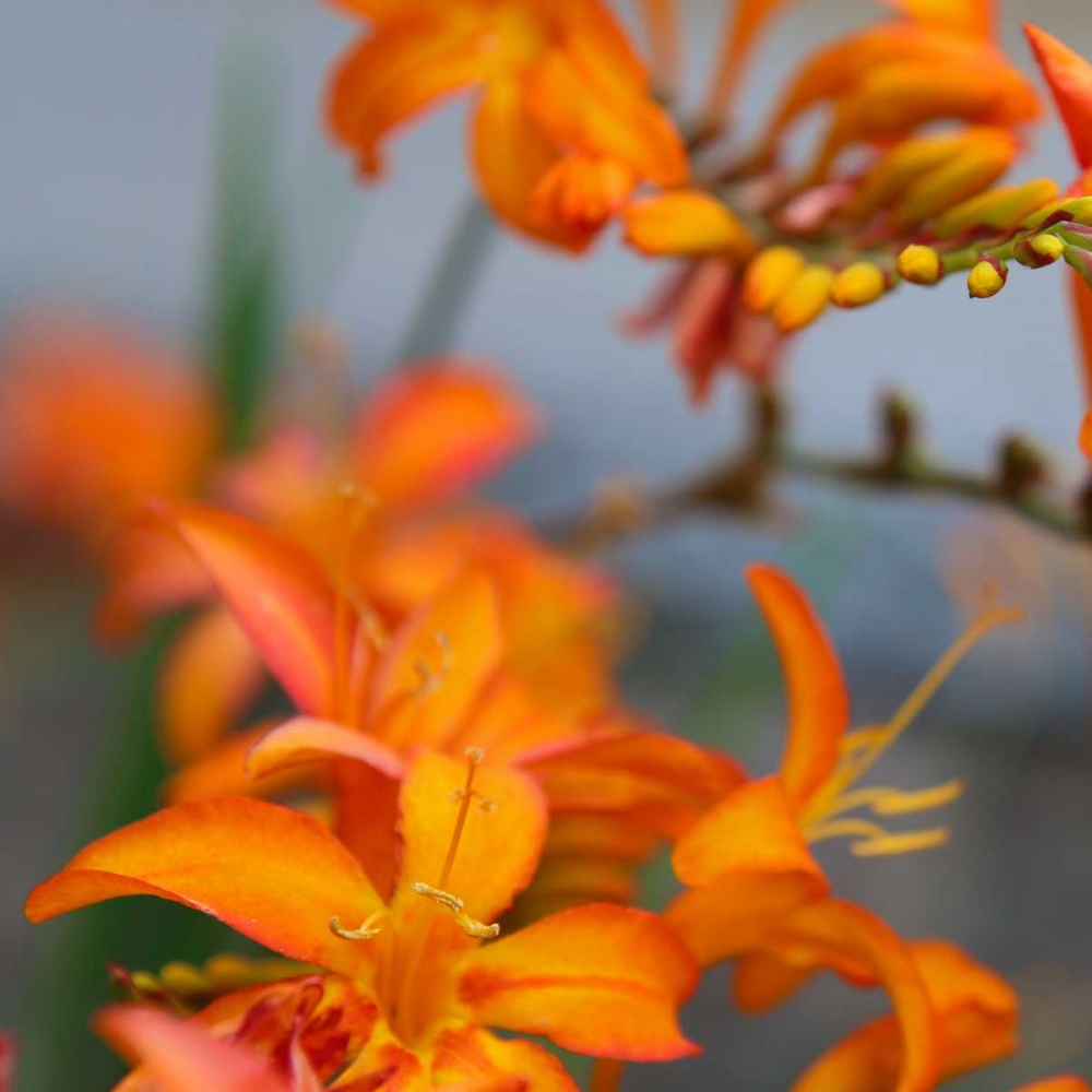 Orange Lilies I art print by Ike Leahy for $57.95 CAD