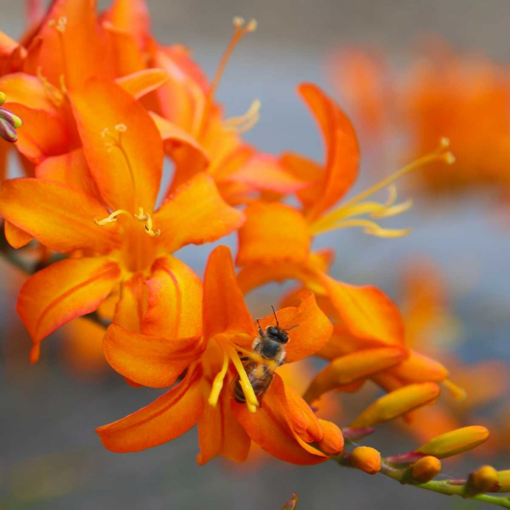 Orange Lilies II art print by Ike Leahy for $57.95 CAD