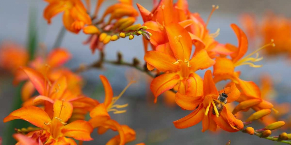 Orange Lilies III art print by Ike Leahy for $57.95 CAD