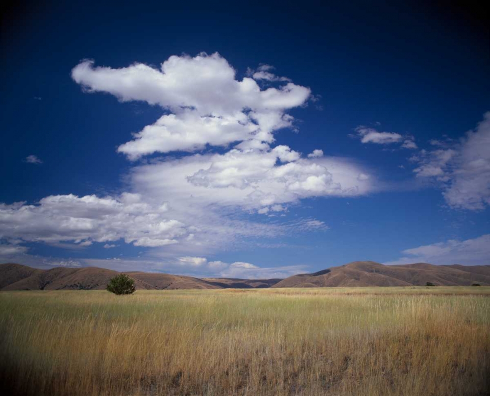 Lone Tree art print by Ike Leahy for $57.95 CAD