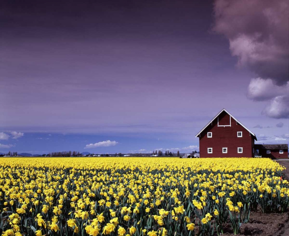 Barn in Daffodils art print by Ike Leahy for $57.95 CAD