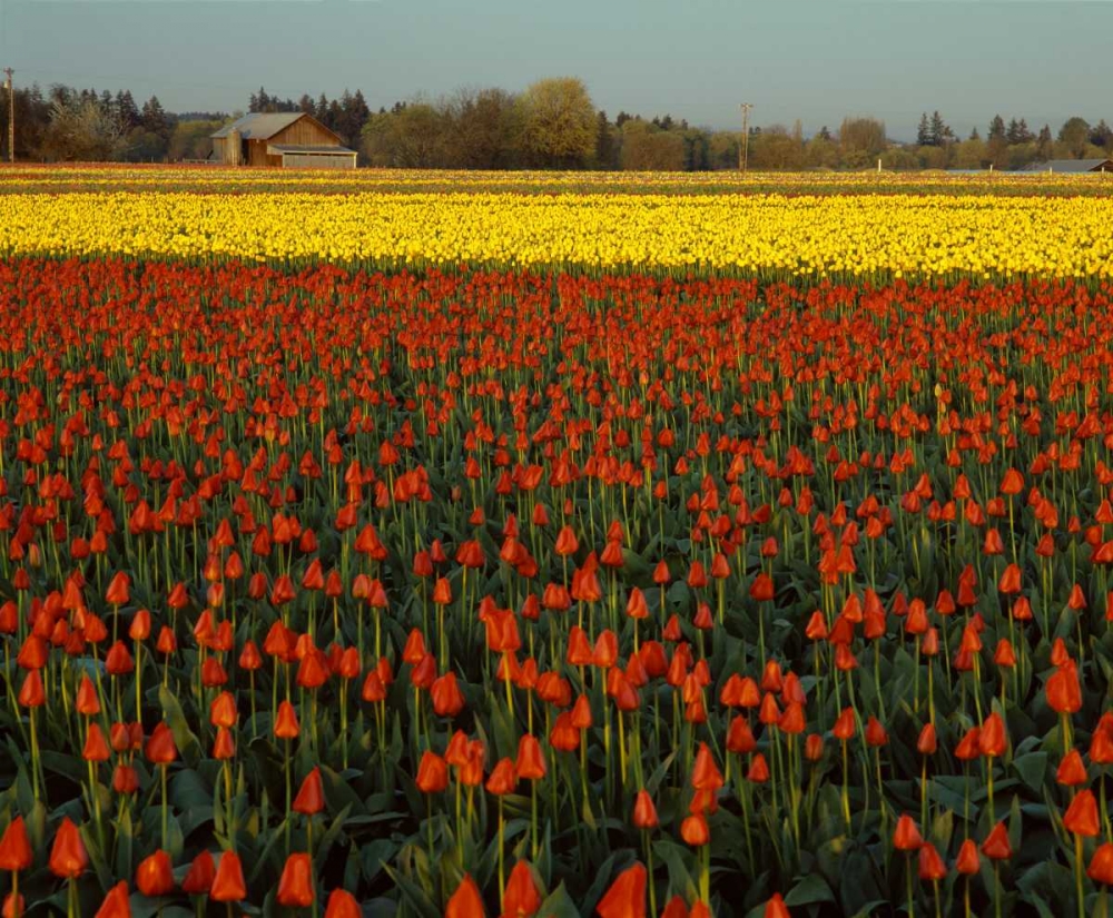 Tulips in Mt. Vernon art print by Ike Leahy for $57.95 CAD