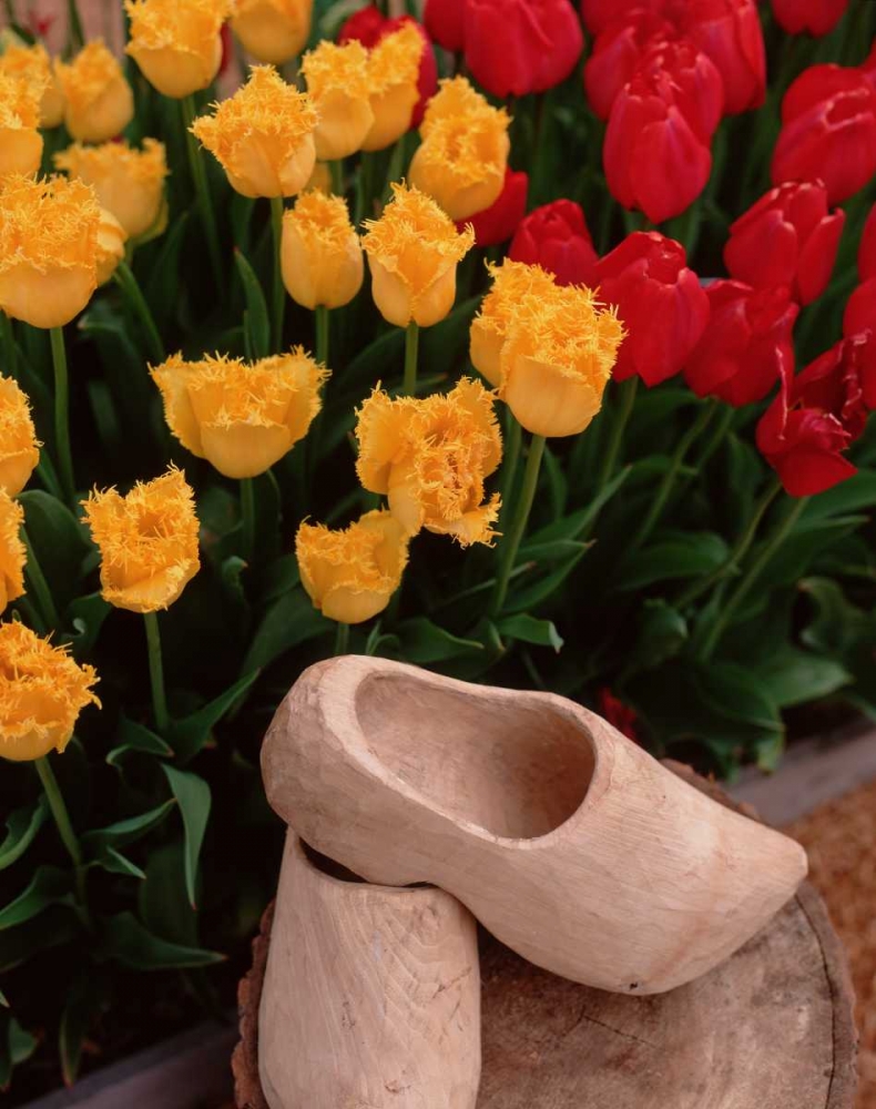 Wooden Shoe Tulips art print by Ike Leahy for $57.95 CAD