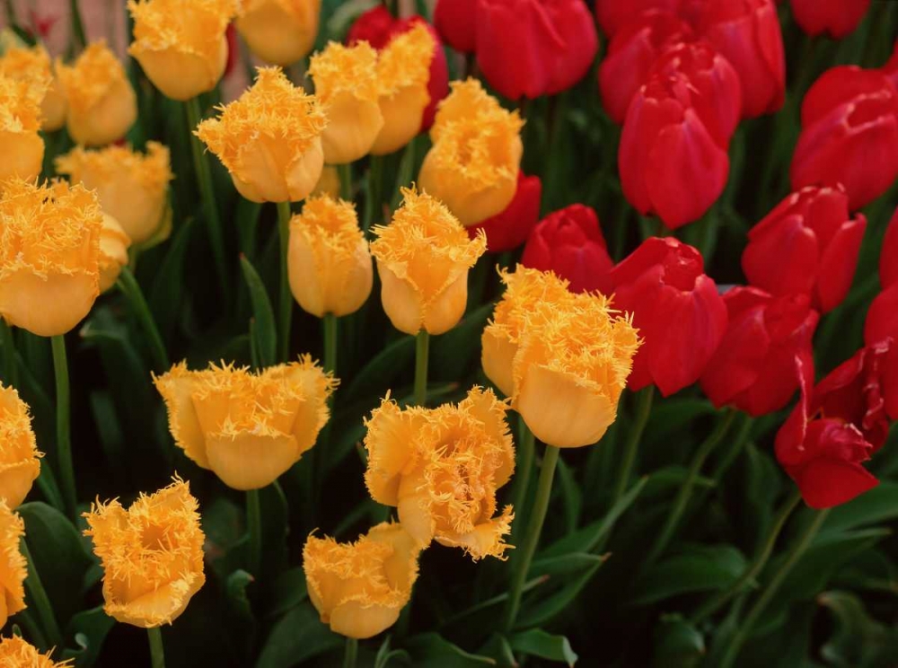Tulips art print by Ike Leahy for $57.95 CAD