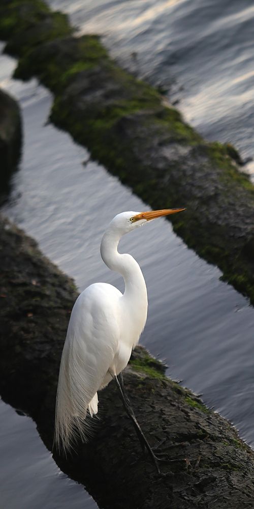 White Crane art print by Ike Leahy for $57.95 CAD